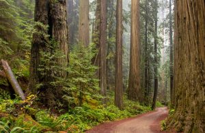 Tree-lined path through the Redwoods