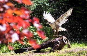 Bird of Prey plays in the water at Wildlife Image